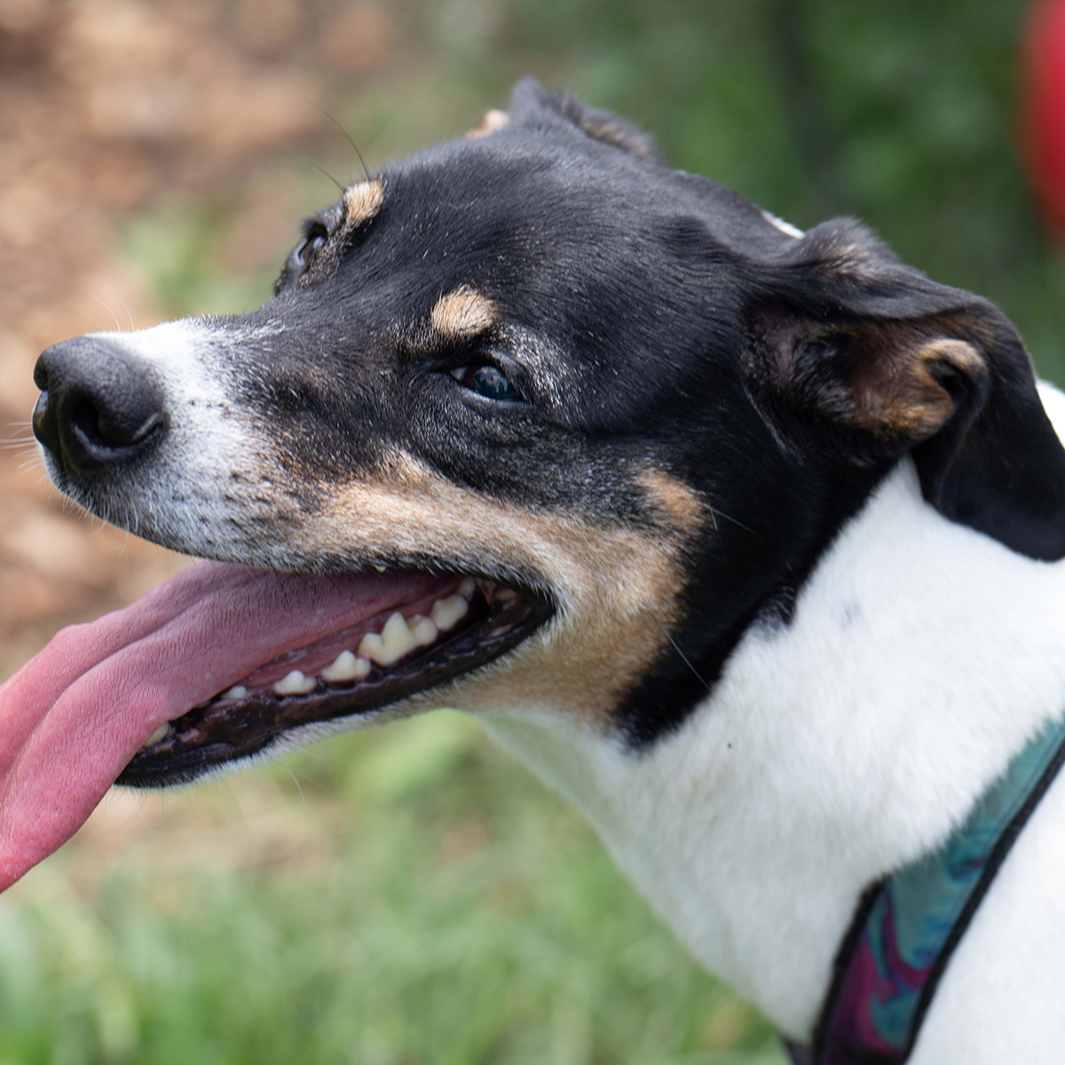 Goat Dog with a friendly smile and tongue hanging out
